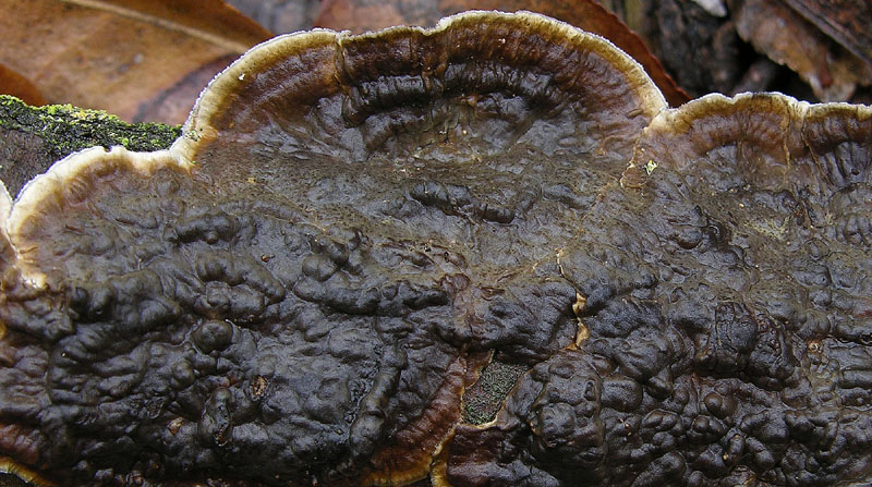 In bosco di Quercus cerris(4). (Lopharia spadicea)